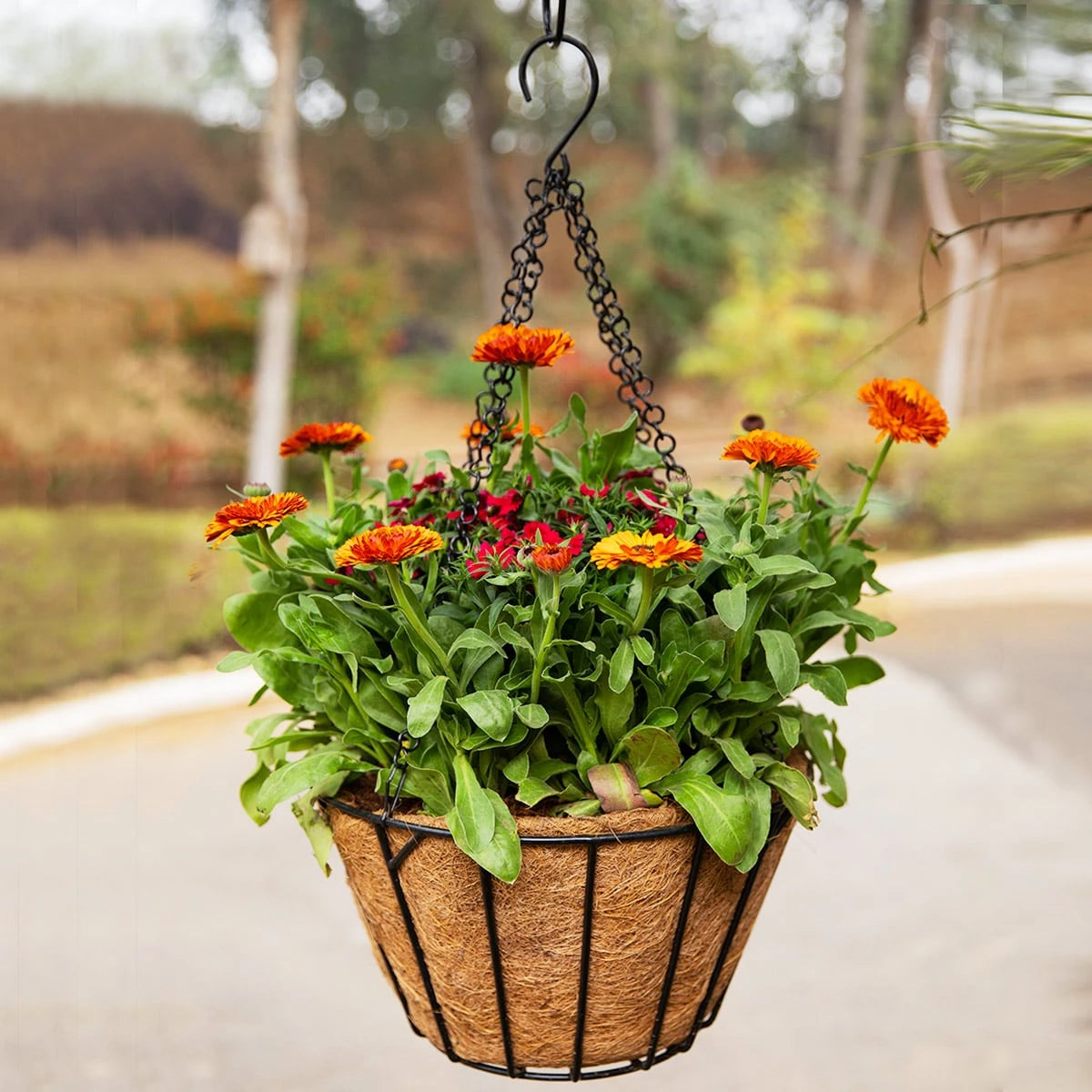 Hanging Baskets