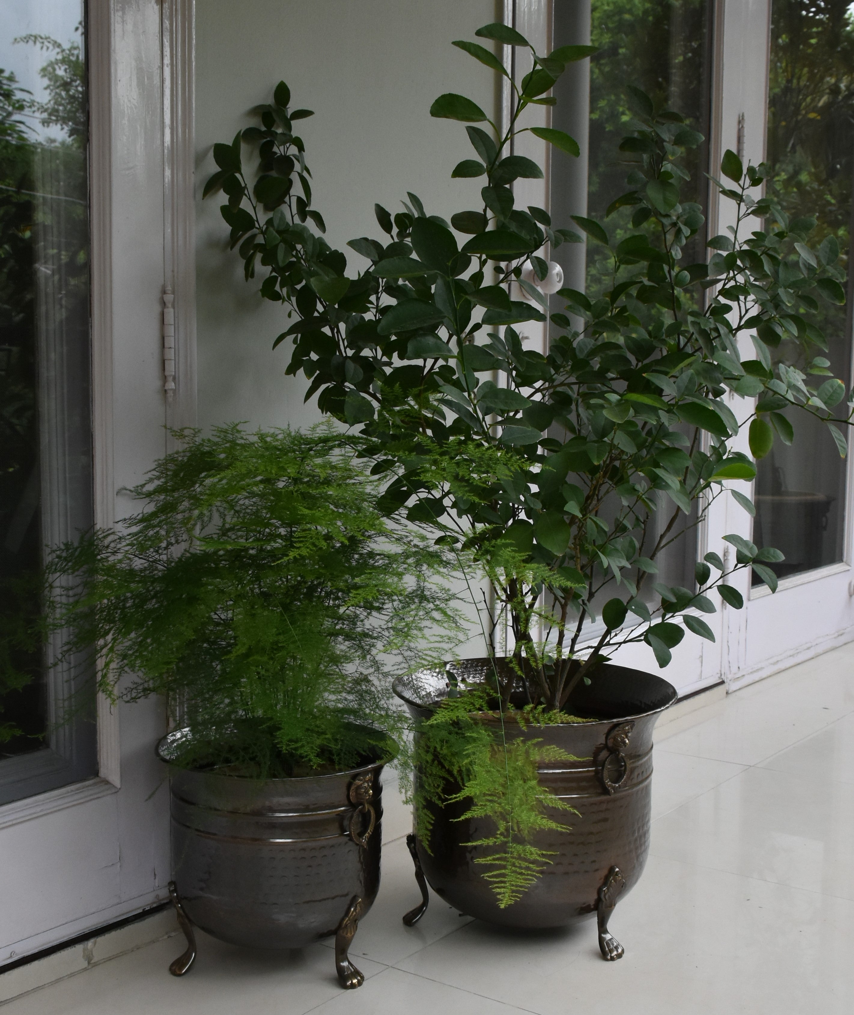 Oxidized Lion Planters