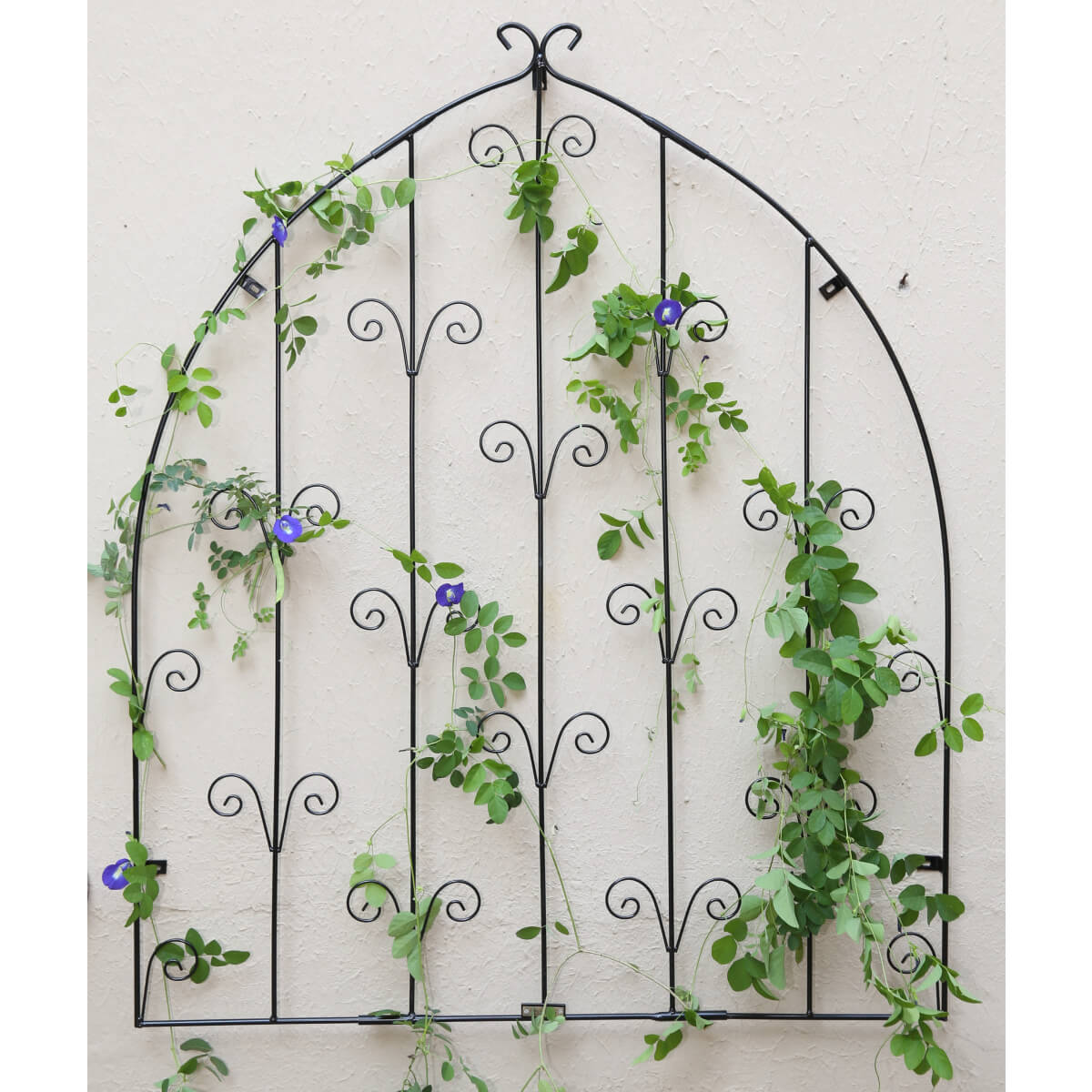 Wall Trellis